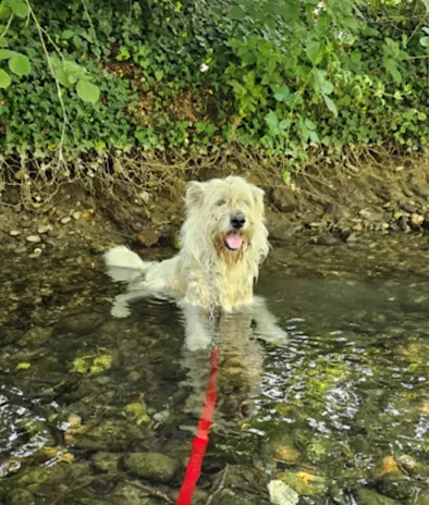 Orlando simil Spinone 6 anni, anni di appelli. Novara - Anteprima 5