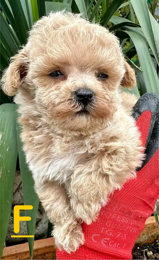 maltipoo-in-vendita-cuccioli-di-maltipoo-sverminazioni-milano