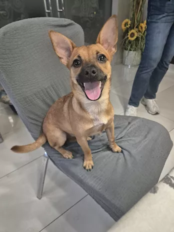 Luna dolcissima cucciola taglia piccola