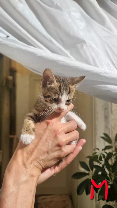 Foto 3 Regalo - I gattini piccoli di circa un mese Europeo