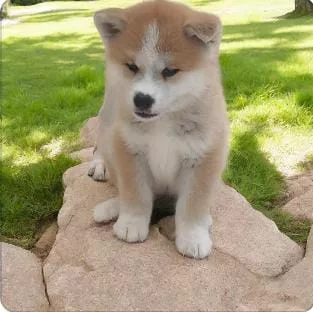 Akita Inu