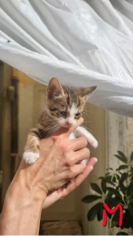 Regalo - I gattini piccoli di circa un mese Europeo - Foto 3