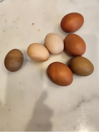 Uova feconde