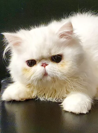 Gatti Persiani ipertipici