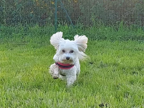 Maltesi toy cuccioli