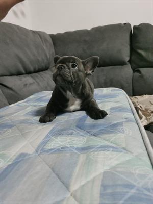 Vendo Razza bulldog francese - Foto 6