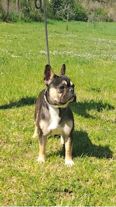 Bull dog francese