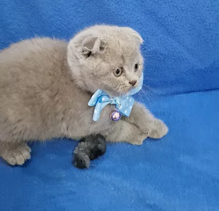 Scottish fold e straight - Anteprima 1
