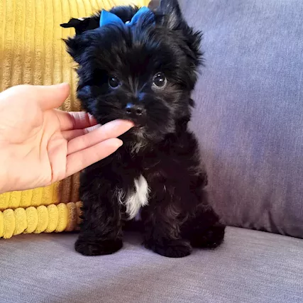Bellissimi cuccioli di Yorkie toy