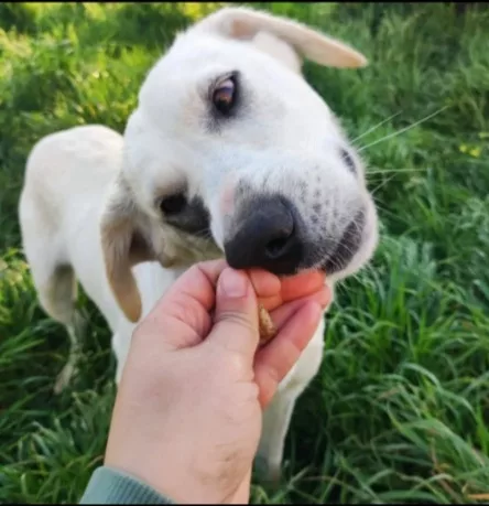 Bella 18 mesi tg media ok gatti SOS CASA CAMPANIA