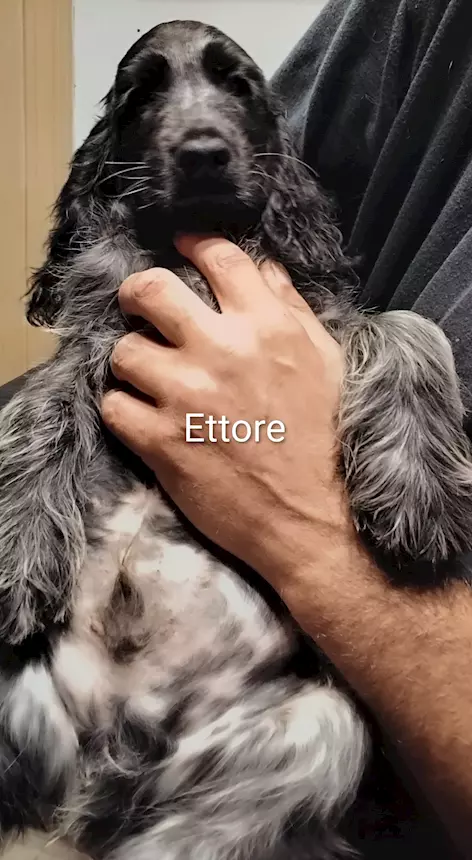 Foto 2Cucciolo Razza Cocker Spaniel Inglese blu roano, prezzo trattabile