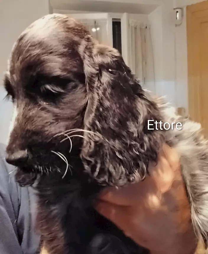 Foto 6Cucciolo Razza Cocker Spaniel Inglese blu roano, prezzo trattabile