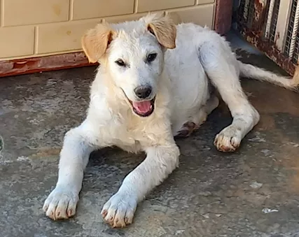 Renato, cucciolotto bianco