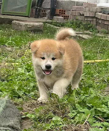 Cuccioli di Akita Inu con Pedigree
