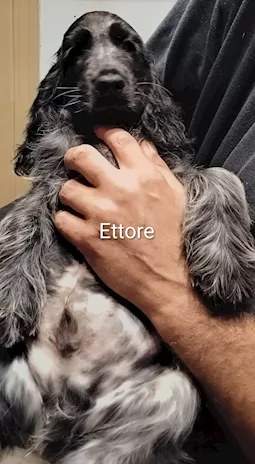 Cucciolo Razza Cocker Spaniel Inglese blu roano, prezzo trattabile - Anteprima 2