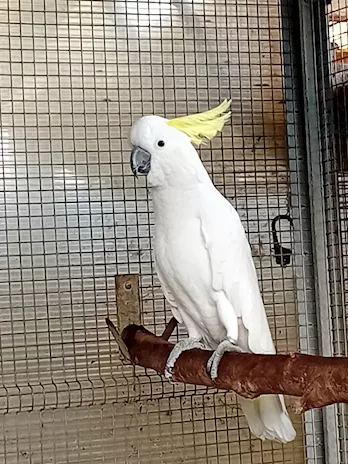 Maschio di Cacatua Galerita Galerita