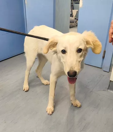 Bianca cucciola simil labrador ma più bella . - Foto 5