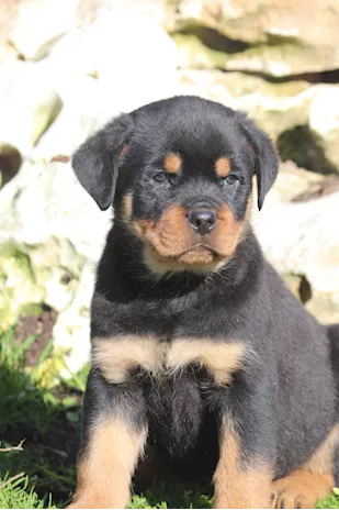Meraviglioso cucciolo maschio Rottweiler con pedigree ENCI