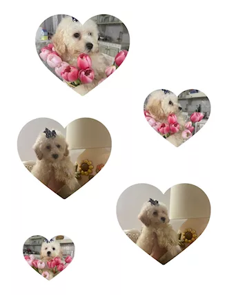 Cuccioli maltipoo