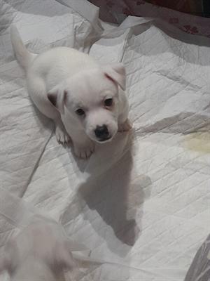 Cuccioli Razza jack russell - Foto 2