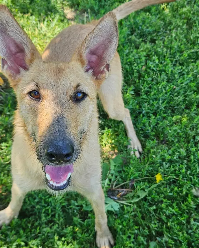 Foto 3Mina è una agile e scattante cagnolina, taglia media