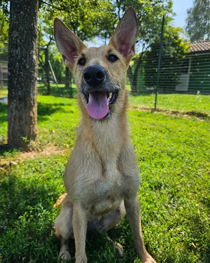 Foto 2Mina è una agile e scattante cagnolina, taglia media