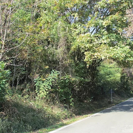 Terreno boschivo (legna e terreno)