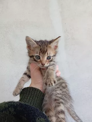 Regalo Gattini di 2 mesi non vaccinati