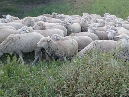 Pecore da allevamento, taglia grande - Foto 3