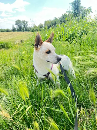 Burt, un piccolino pieno d'amore aspetta una famiglia Jack Russell - Foto 2