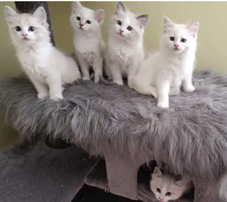 Cuccioli di razza Ragdoll disponibili