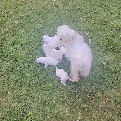 Cuccioli maltesi linea coreana americana - Foto 5