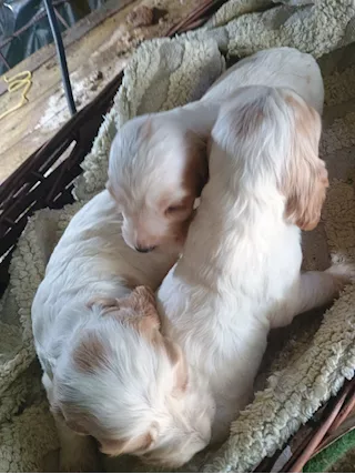 Cocker spaniel