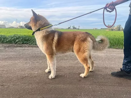 Nome: YOSHI Sesso: MASCHIO Eta: 1 - Foto 6