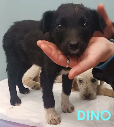 Dino, cuccioletto nato a inizio 2025