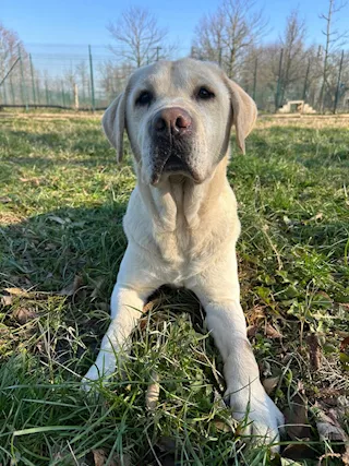 Brando è un cagnolone pieno di energia