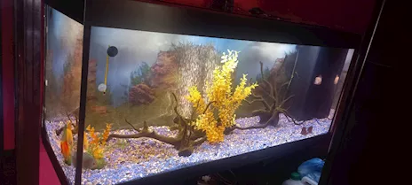 Acquario Juwel Rio 450 completo