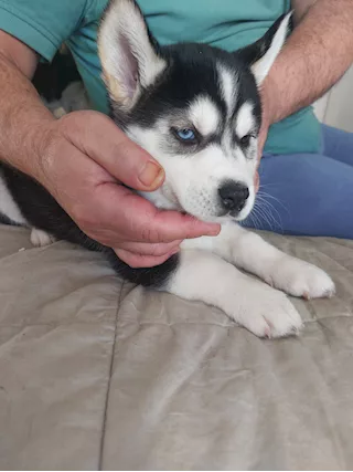 Cuccioli husky