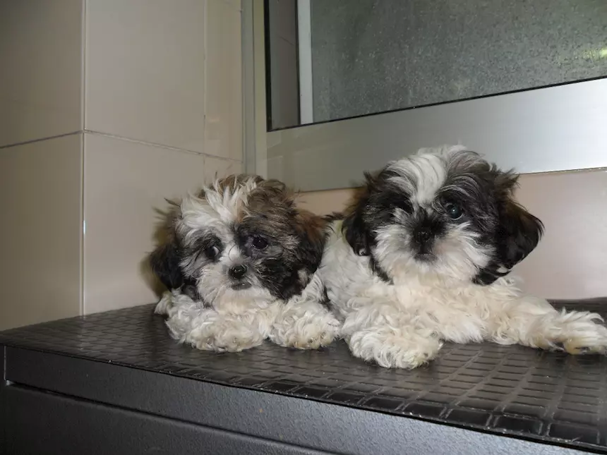 Disponiamo di cuccioli Razza Shih Tzu con, pronta consegna