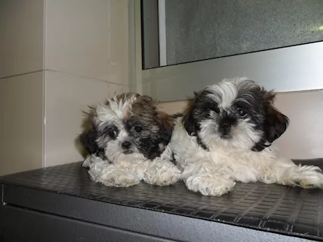 Disponiamo di cuccioli Shih Tzu con