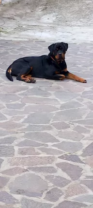 Regalo Femmina di Rottwailer di 3 anni