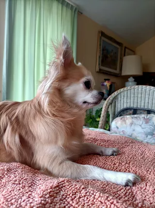 Cuccioli Chihuahua