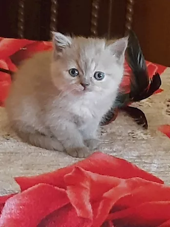 Adorabili British shortair