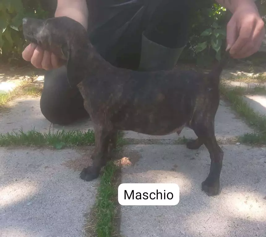 Foto 2 Segugi maremmani cuccioli di grandissima riuscita