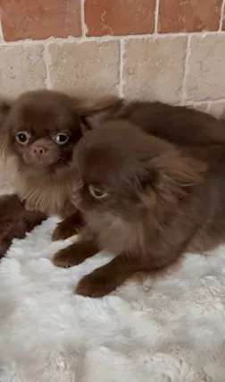 Chihuahua russo pelo lungo, colore cioccolato - Anteprima 2