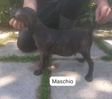 Segugi maremmani cuccioli di grandissima riuscita - Foto 2