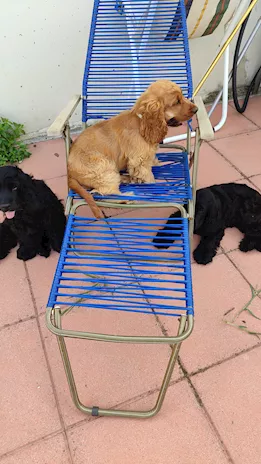 Cuccioli maschi cocker