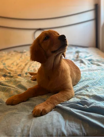 Cucciola Golden linea americana 100%