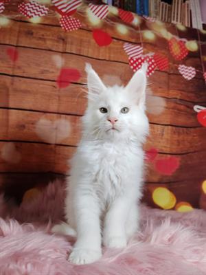 Gatti maine coon con pedigree