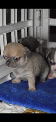 Cuccioli chihuahua